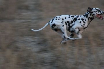 Koer jookseb