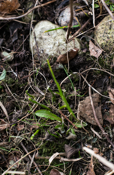 lilled
