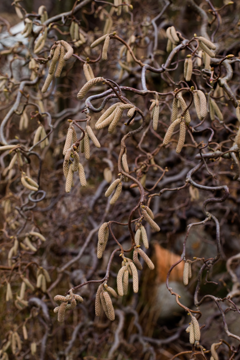 rootsireis