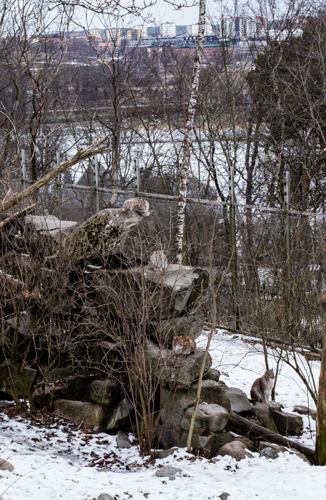 rootsi