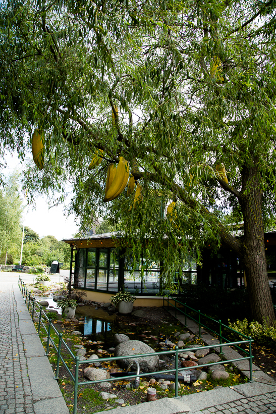 rootsi