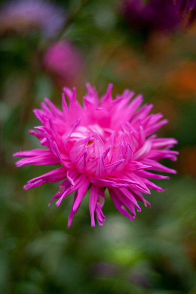 aster